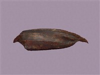 藏品(革龜)的圖片